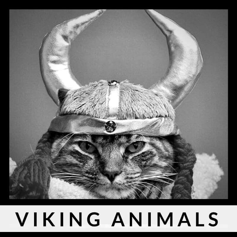 150 Norse And Viking For Male & Female Cats With Meanings 